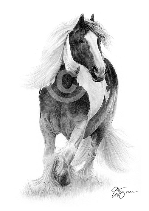 Pencil drawing of a Gypsy Cob