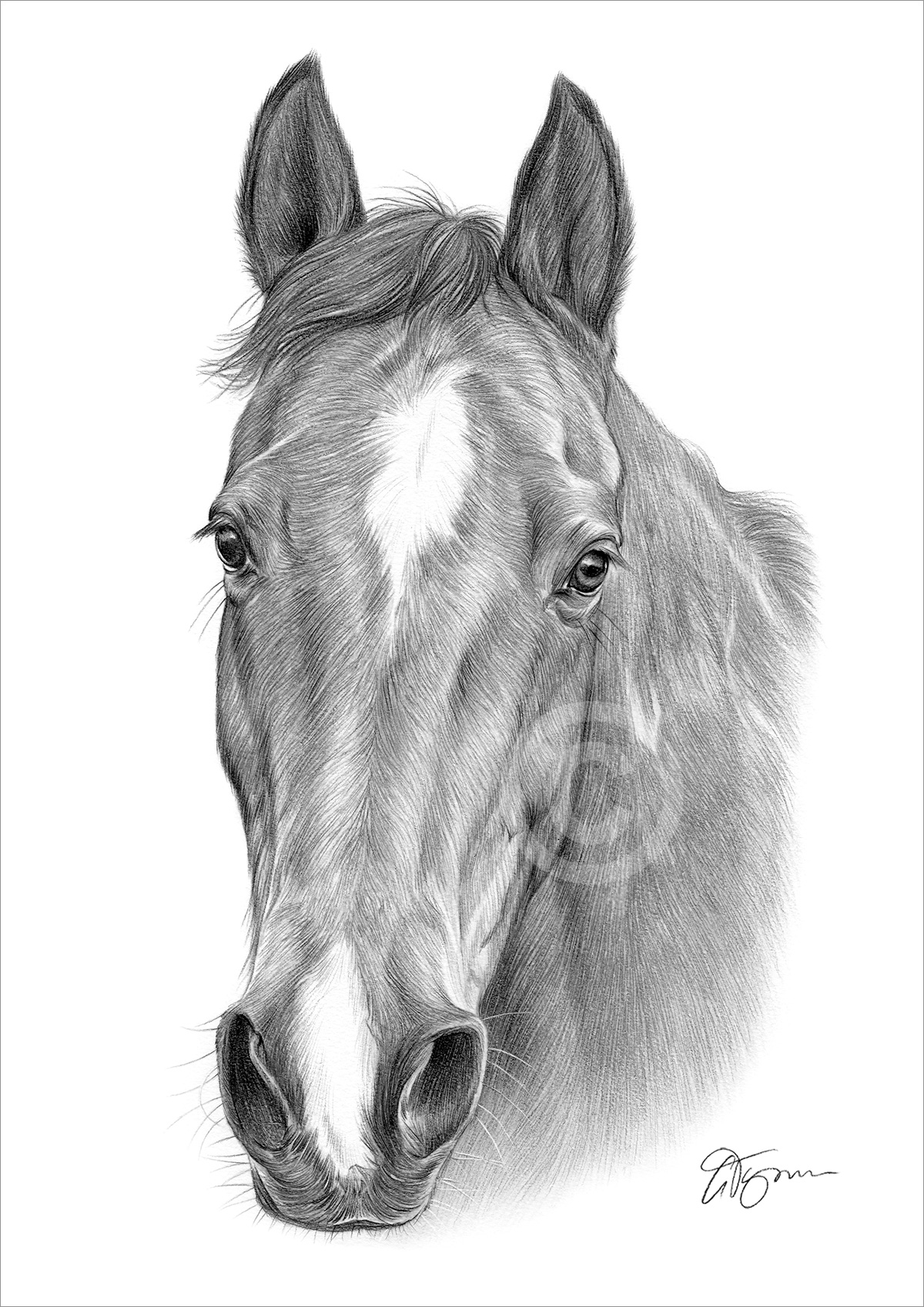 Pencil drawing of a brown horse Pencil drawing of a brown horse by artist Gary Tymon