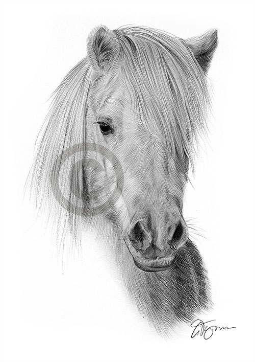 Pencil drawing of a Shetland Pony