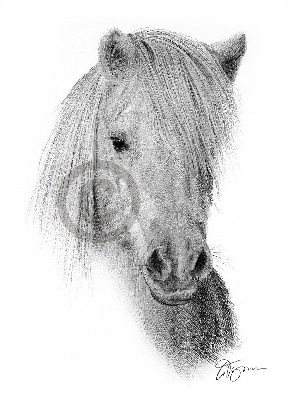 Pencil drawing of a shetland pony Pencil drawing of a shetland pony by artist Gary Tymon