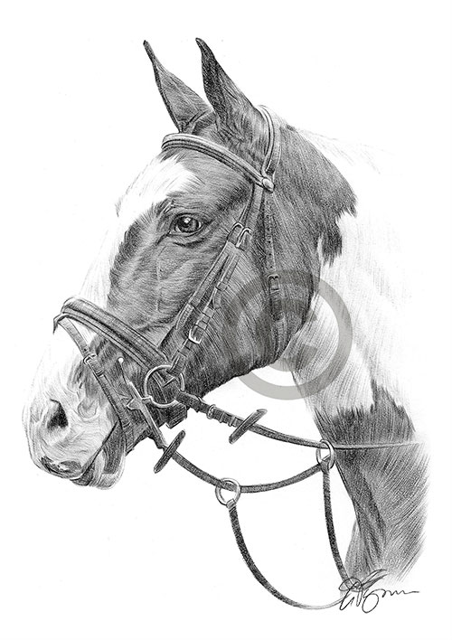 Pencil drawing of a brown and white horse
