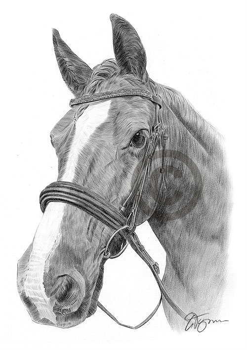Pencil drawing of a stallion horse