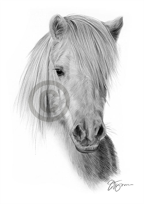 Pencil drawing of a shetland pony