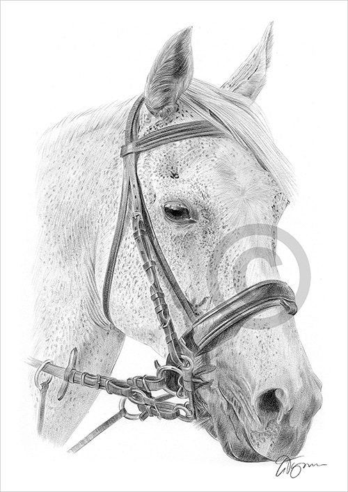 Pencil drawing of a white horse