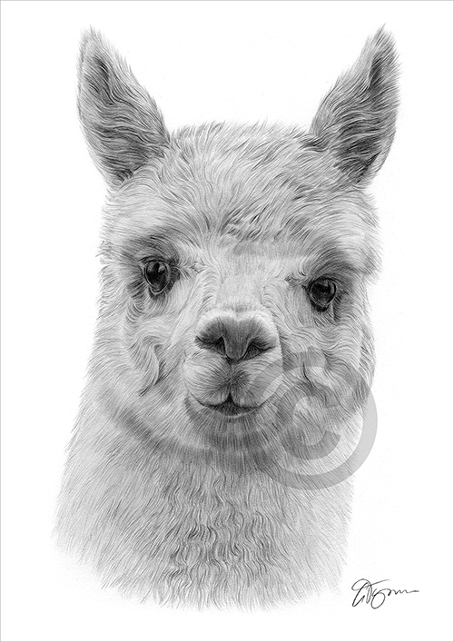 Pencil drawing of an alpaca