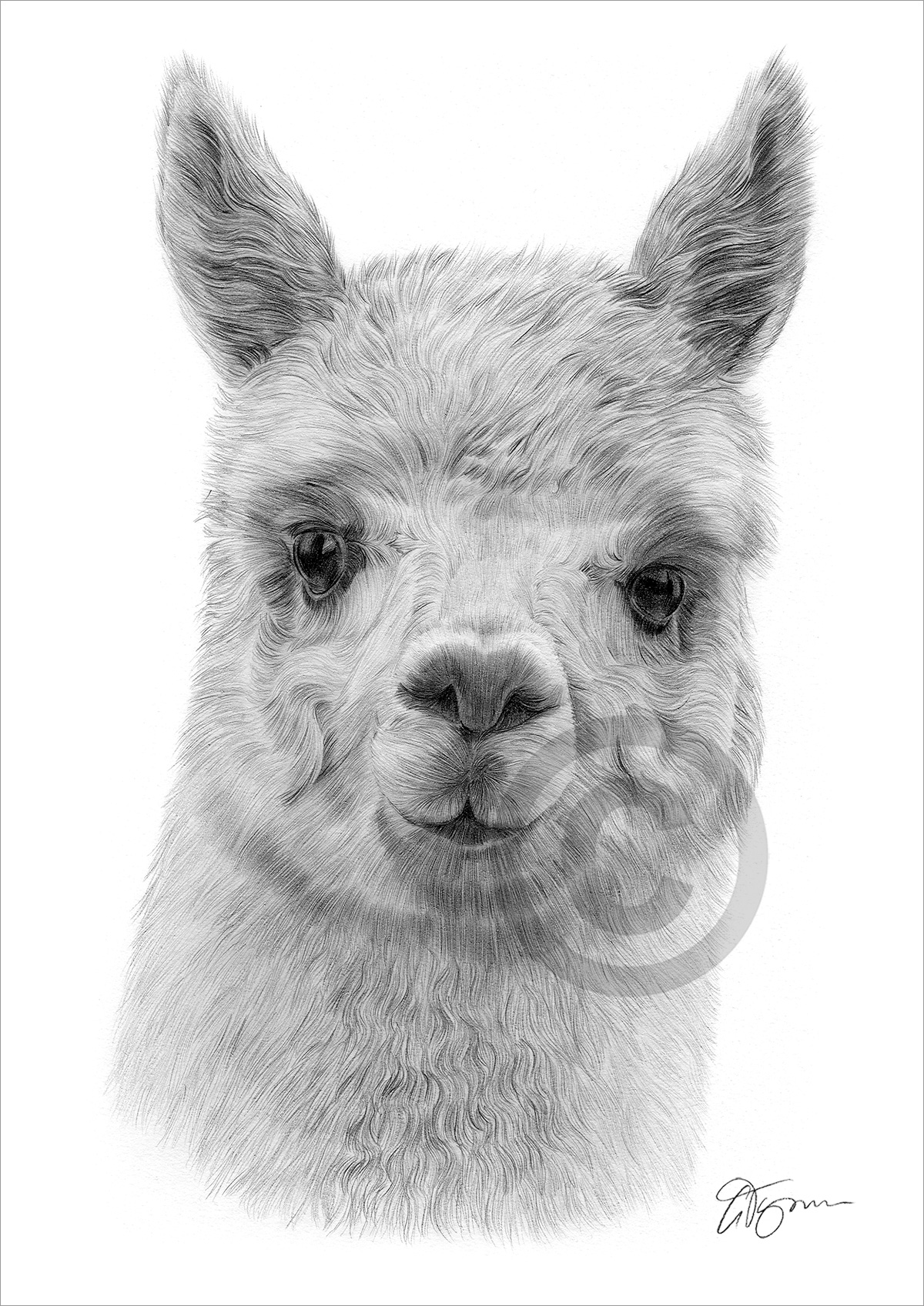 Pencil drawing of an alpaca by artist Gary Tymon