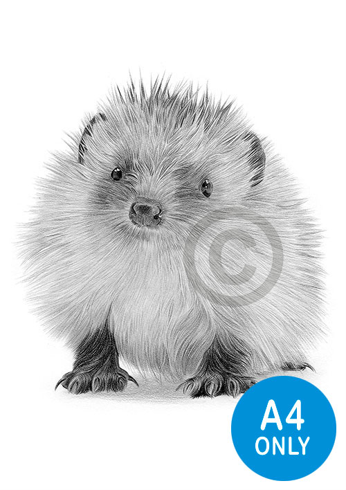 Pencil drawing of a baby hedgehog