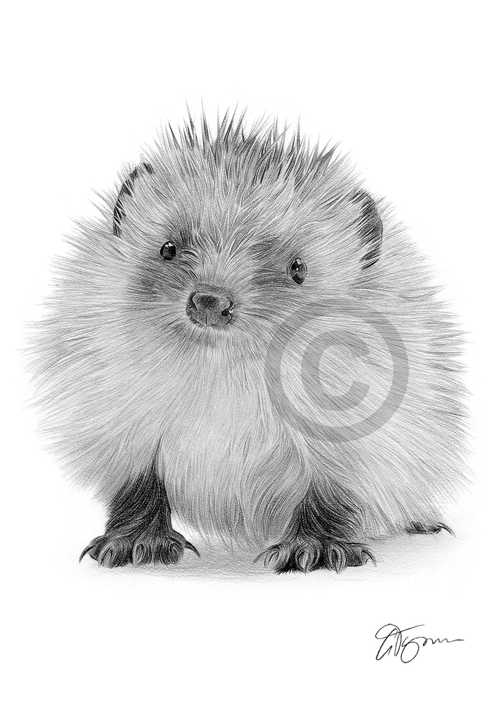 Pencil drawing of a baby hedgehog by artist Gary Tymon