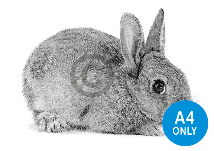 Pencil drawing of a baby rabbit