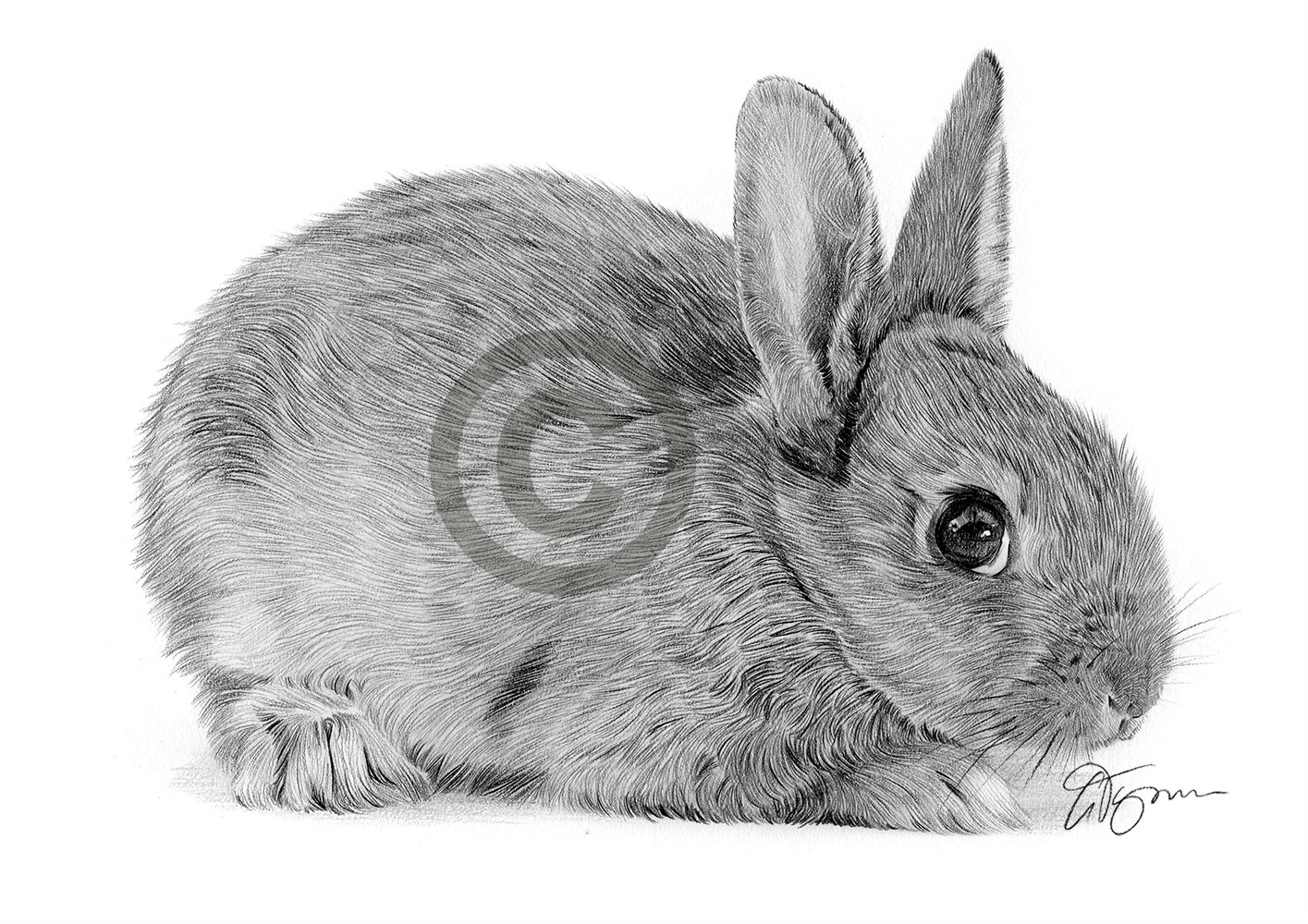 Pencil drawing of a baby rabbit by artist Gary Tymon