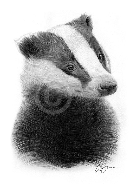 Pencil drawing of a young badger