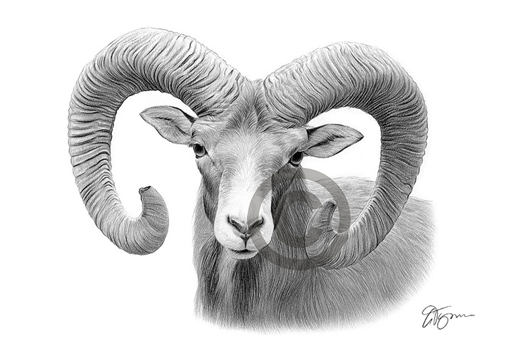Pencil drawing of a big horn ram