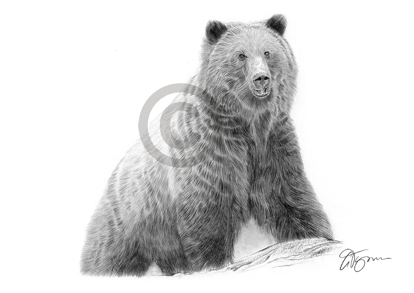 Pencil drawing of a brown bear by artist Gary Tymon