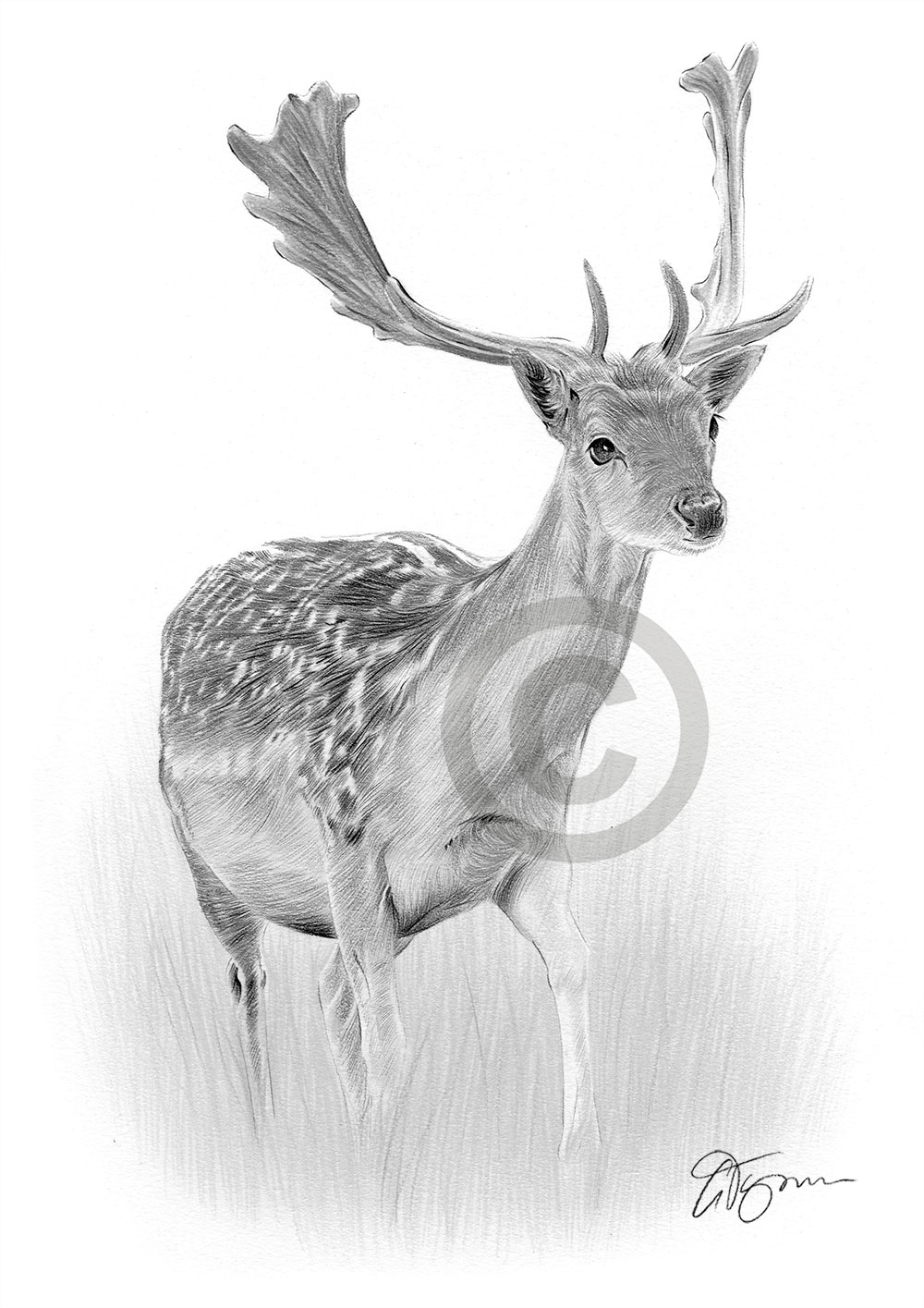 Pencil drawing of a fallow deer by artist Gary Tymon