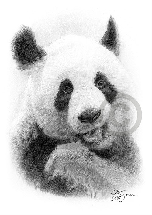 Pencil drawing of an adult giant panda