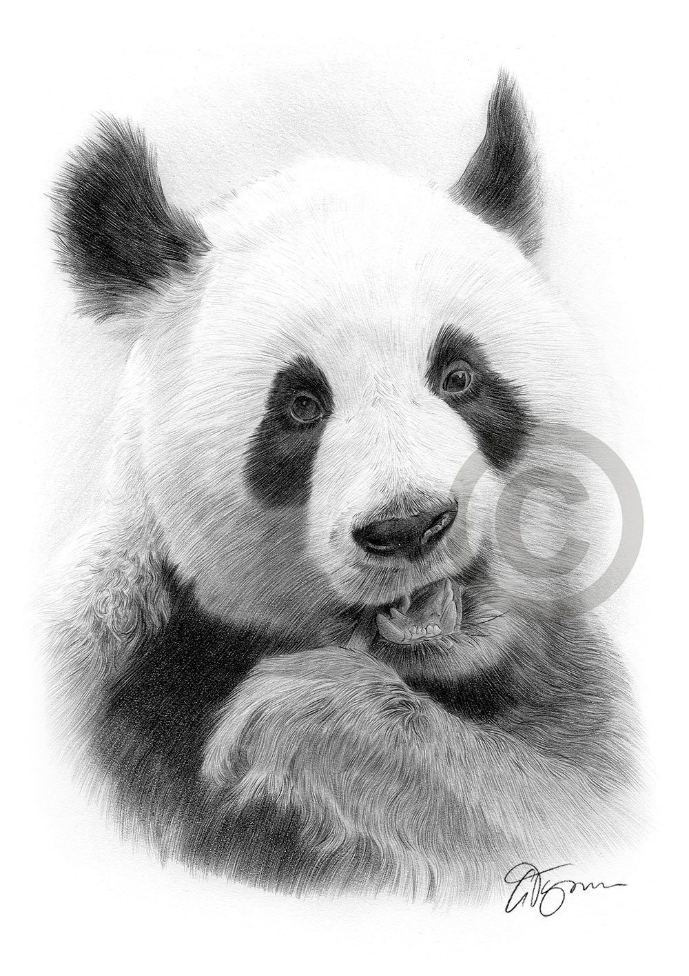 Pencil drawing of an adult giant panda by artist Gary Tymon