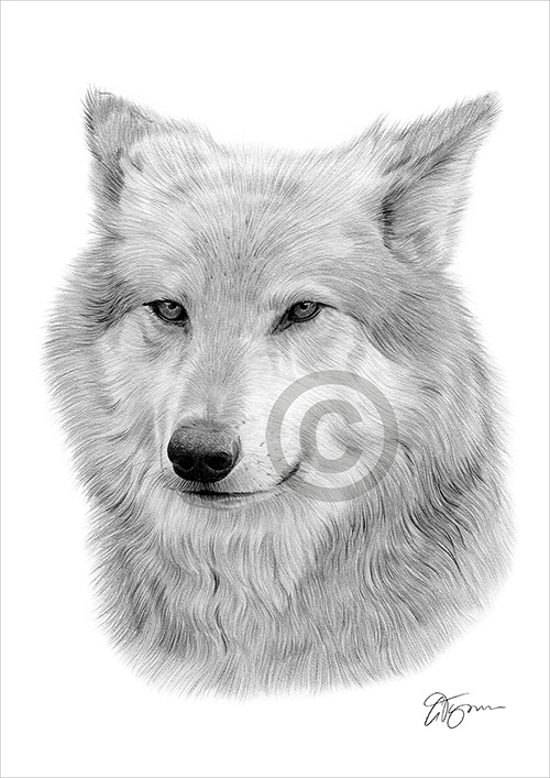 Pencil drawing of a grey wolf