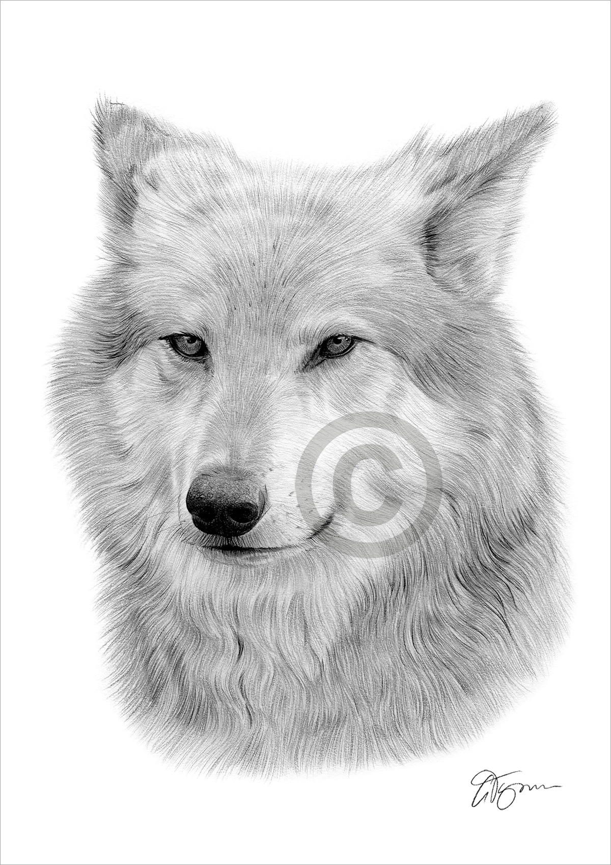 Pencil drawing of an adult grey wolf by artist Gary Tymon