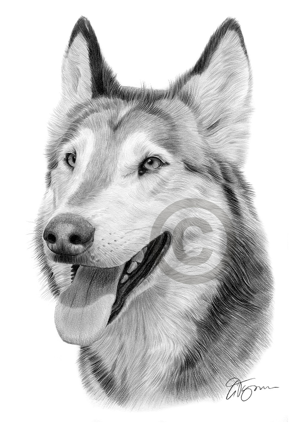 Pencil drawing portrait of a grey wolf by artist Gary Tymon