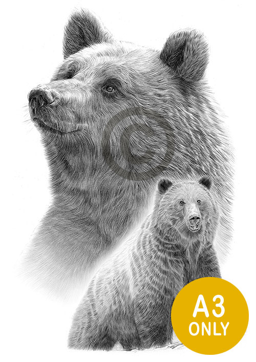 Pencil drawing of two grizzly bears