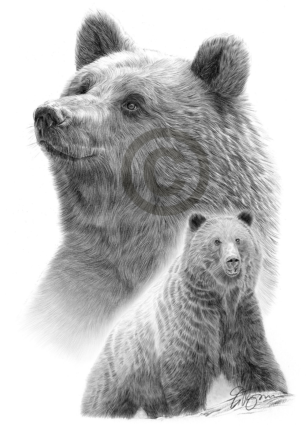 Pencil drawing of two grizzly bears by artist Gary Tymon