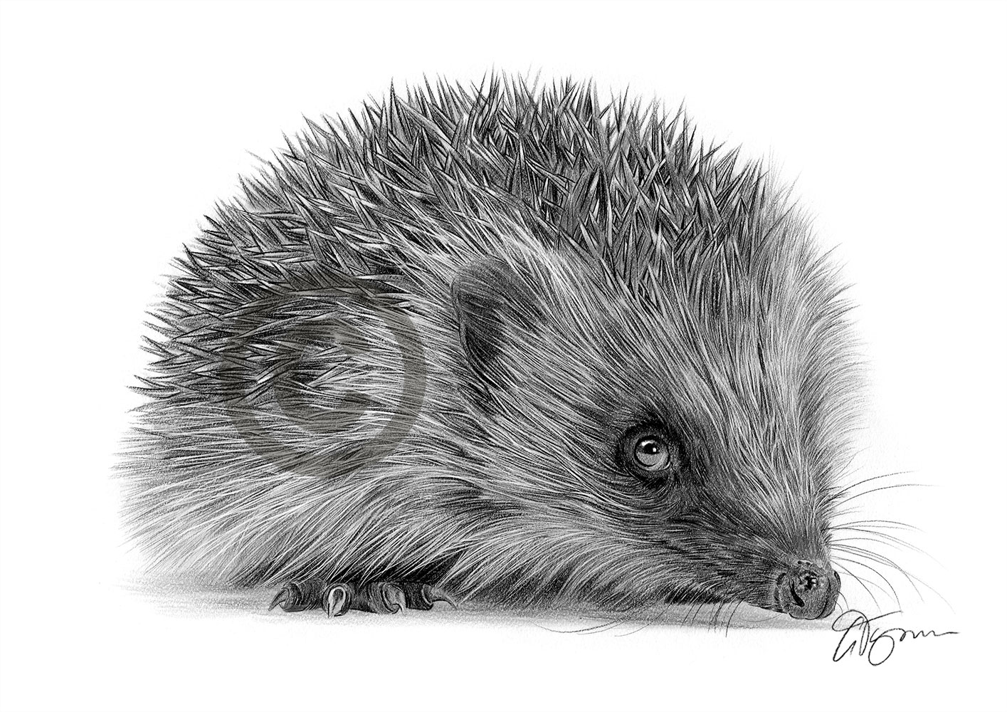 Pencil drawing of a hedgehog by artist Gary Tymon