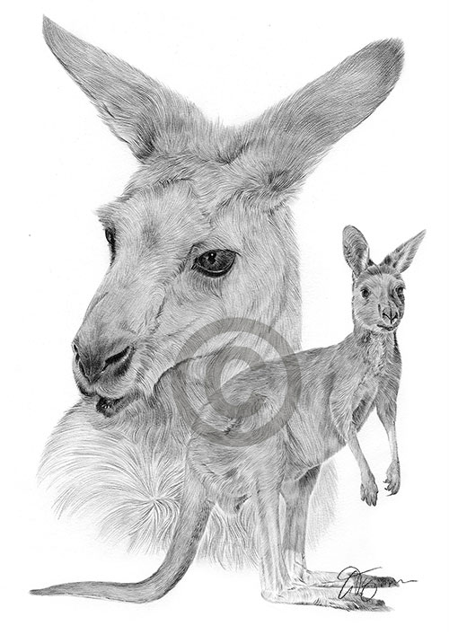 Pencil drawing of two kangaroos
