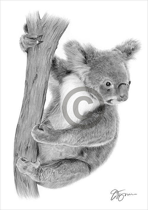 Pencil drawing of a koala on a tree