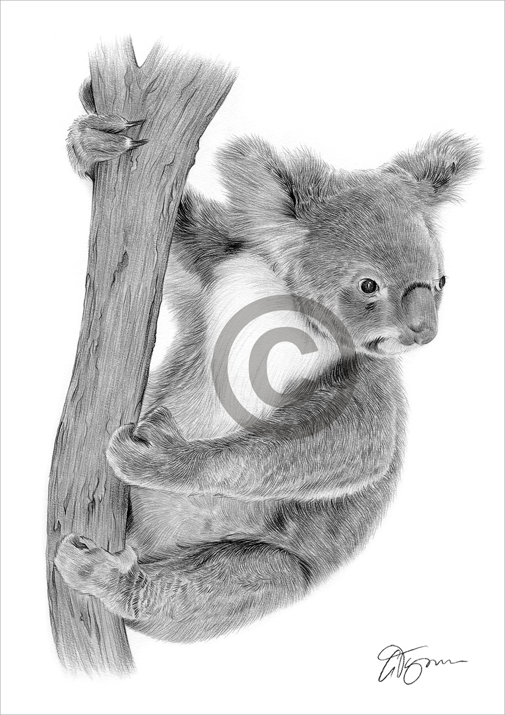 Pencil drawing of a koala on a tree by artist Gary Tymon