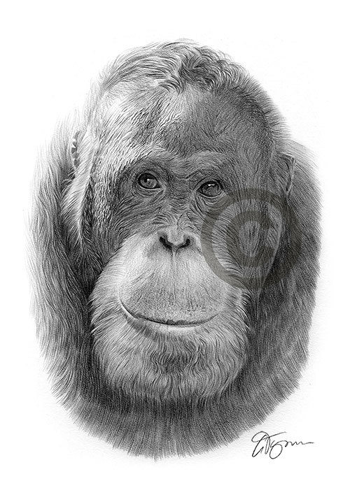 Pencil drawing of a orangutan