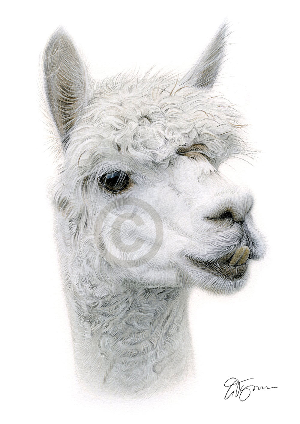Pencil drawing of an alpaca by artist Gary Tymon