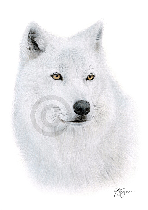 Pencil drawing of an Arctic Wolf