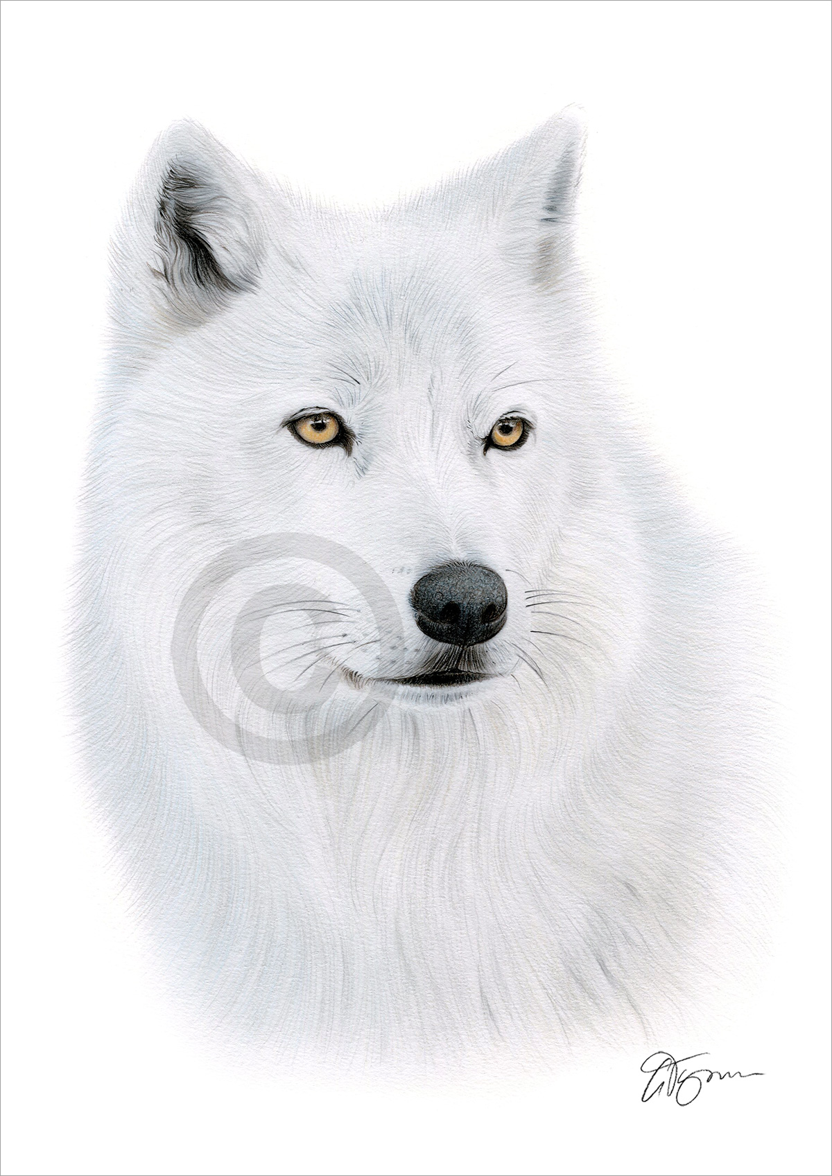 Pencil drawing of an arctic wolf by artist Gary Tymon