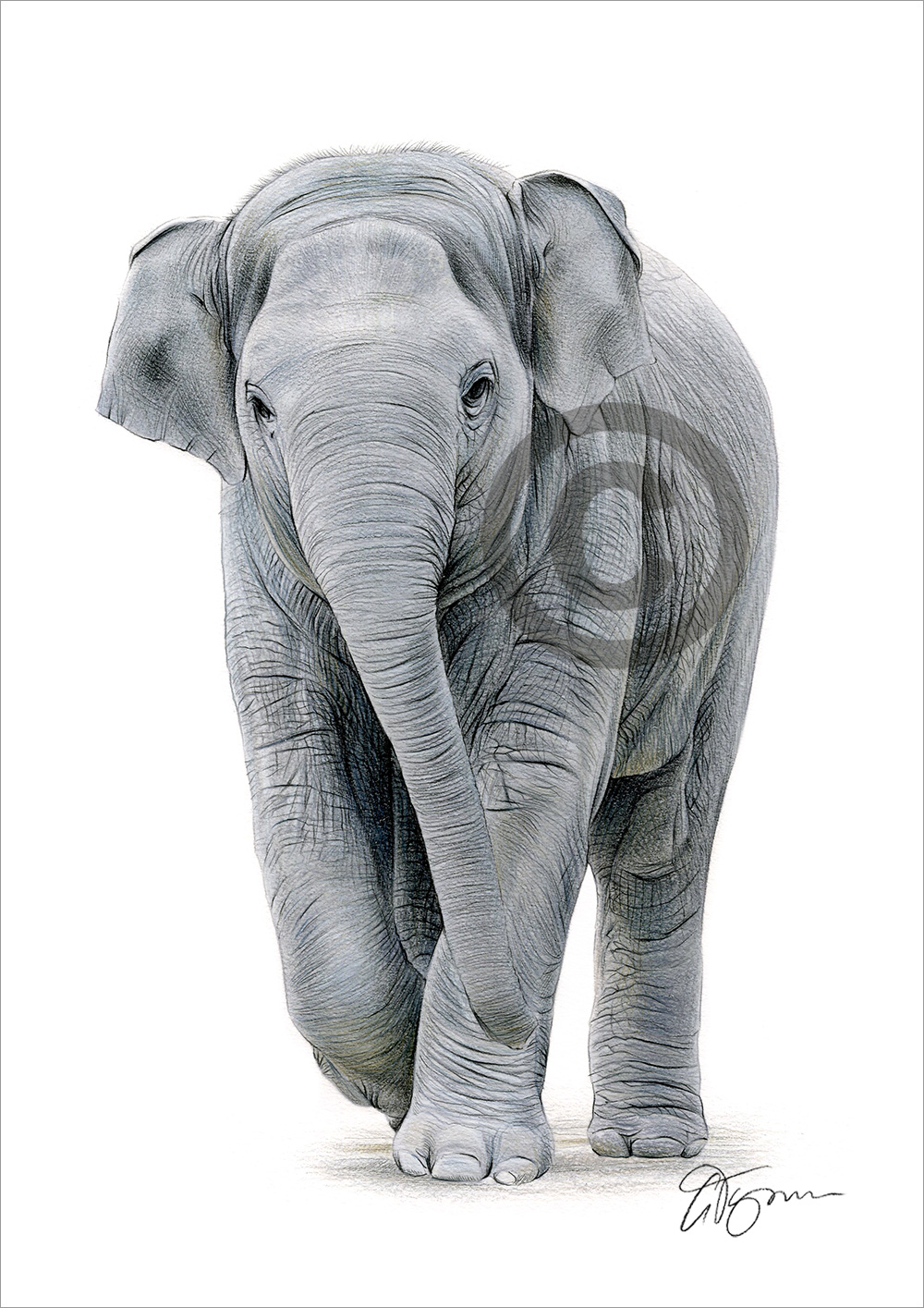 Pencil drawing of an asian elephant baby by artist Gary Tymon