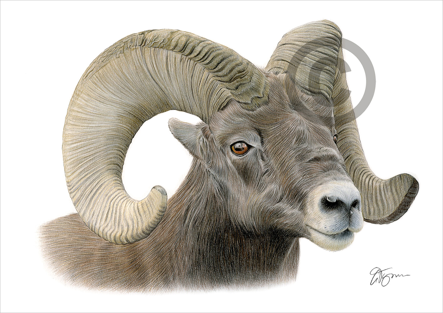Pencil drawing of a Big Horn Ram Pencil drawing of a Big Horn Ram by artist Gary Tymon