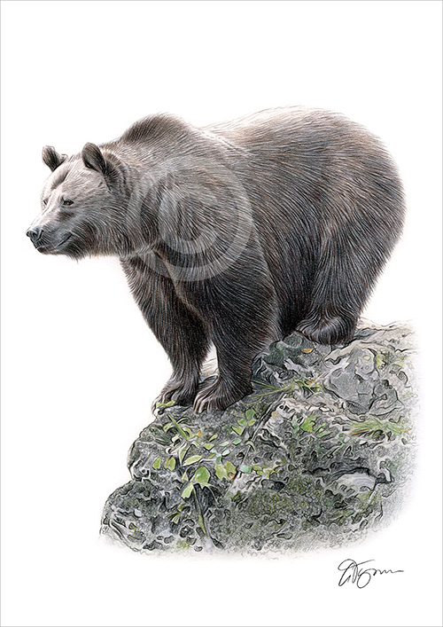 Pencil drawing of a Brown Bear in colour
