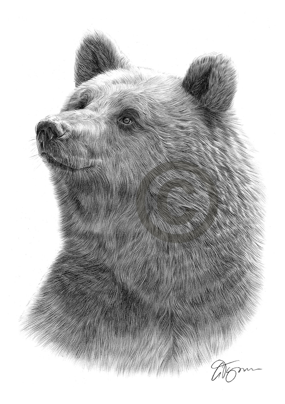 Pencil drawing of a Brown Bear by artist Gary Tymon