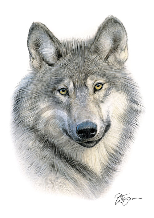 Pencil drawing of a Grey Wolf in colour