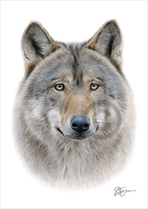 Pencil drawing of a Grey Wolf portrait in colour