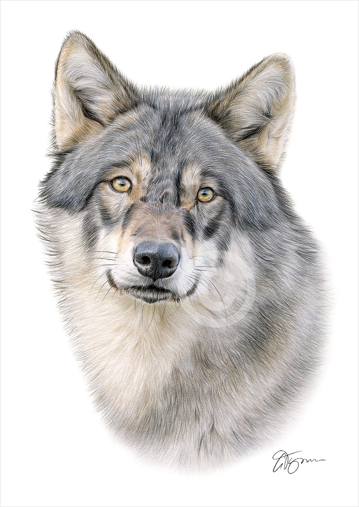 Colour pencil drawing of an adult Grey Wolf in portrait Colour pencil drawing of an adult Grey Wolf in portrait by artist Gary Tymon