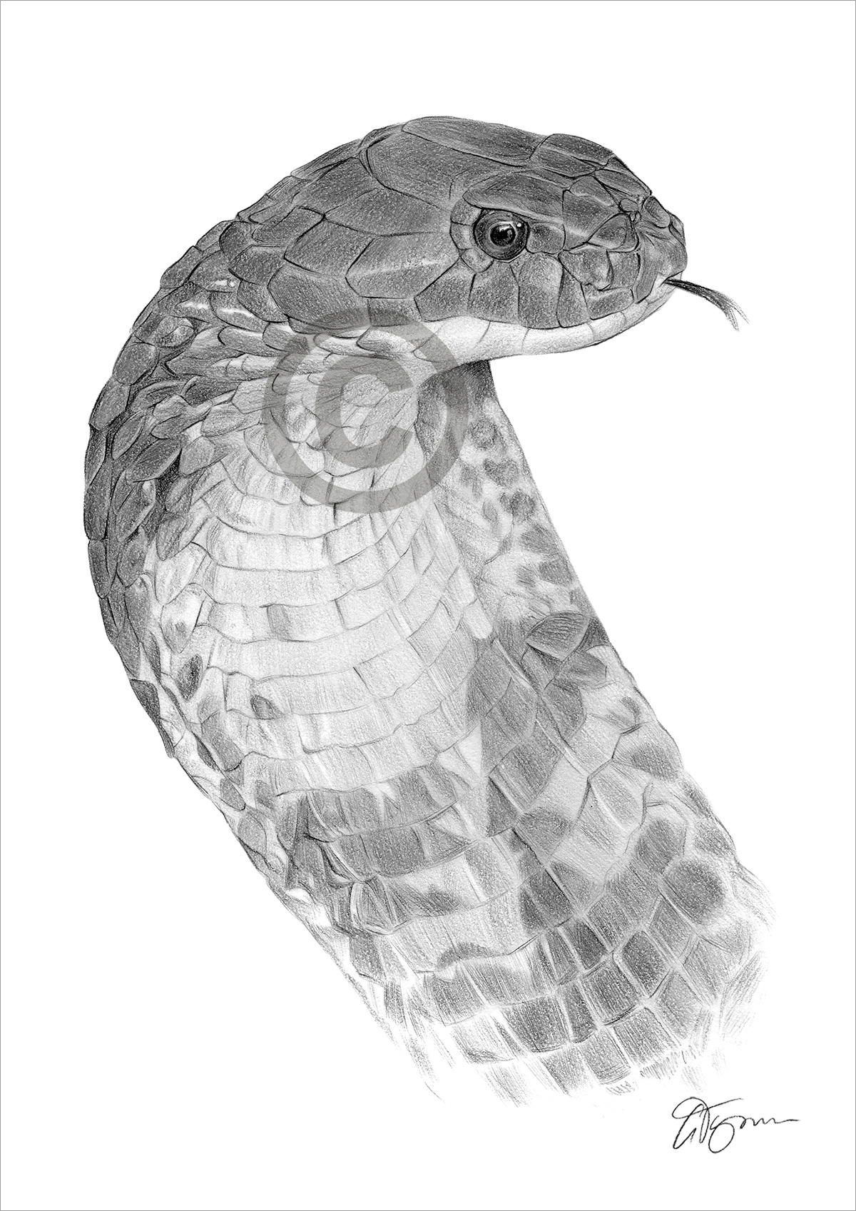 Pencil drawing of a King Cobra by artist Gary Tymon