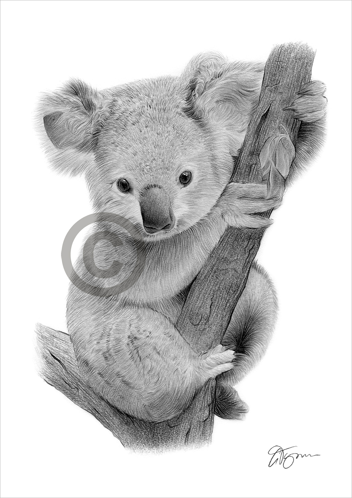 Pencil drawing of a Koala baby by artist Gary Tymon