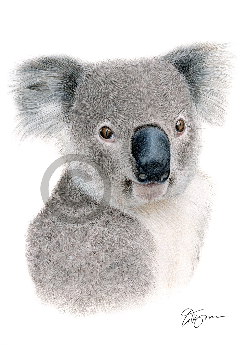 Colour pencil drawing of a Koala in portrait by artist Gary Tymon