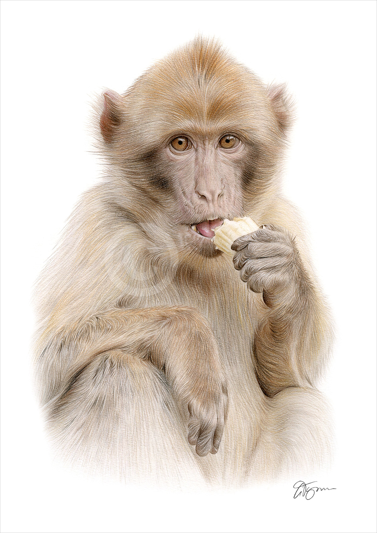 Pencil drawing of a macaque by artist Gary Tymon