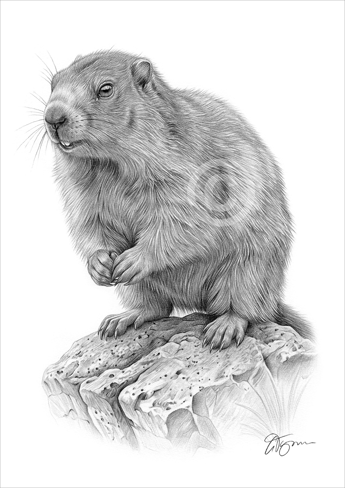 Colour pencil drawing of a Marmot by artist Gary Tymon