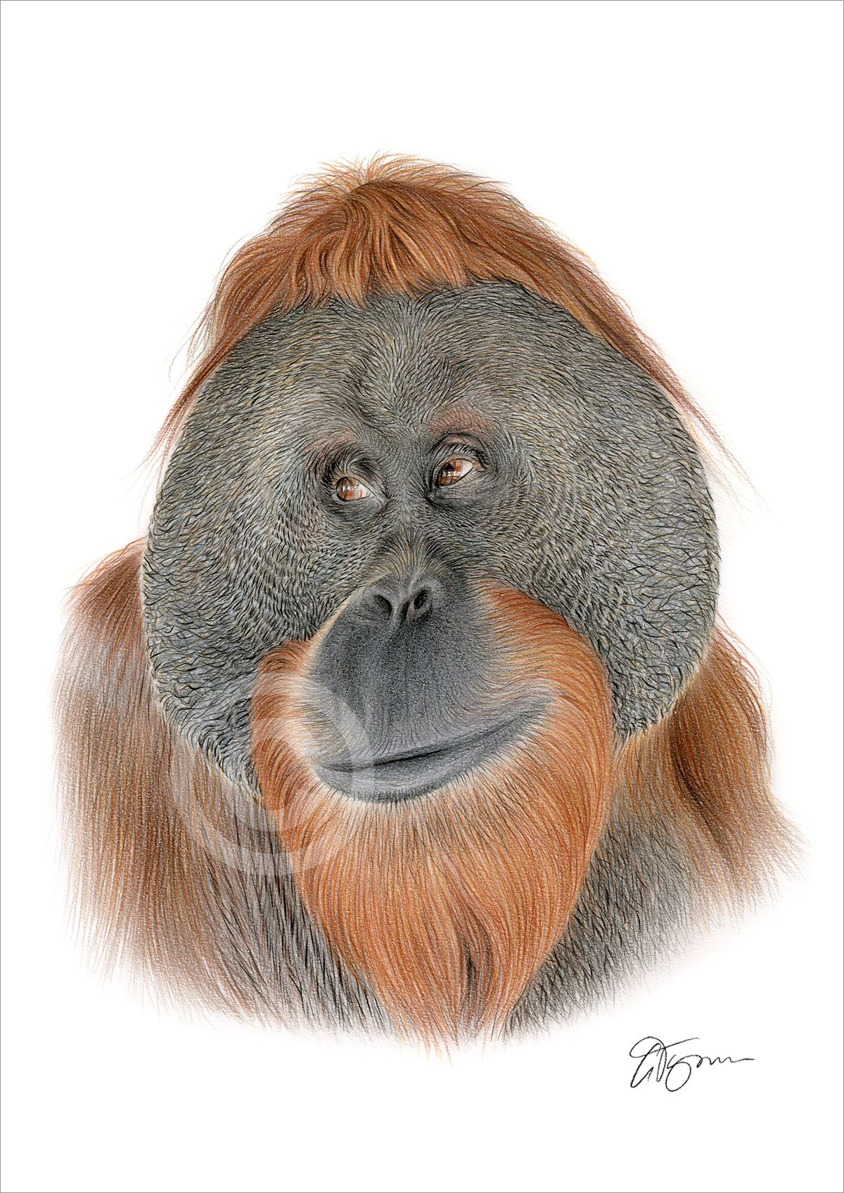 Colour pencil drawing of an adult Orangutan by artist Gary Tymon