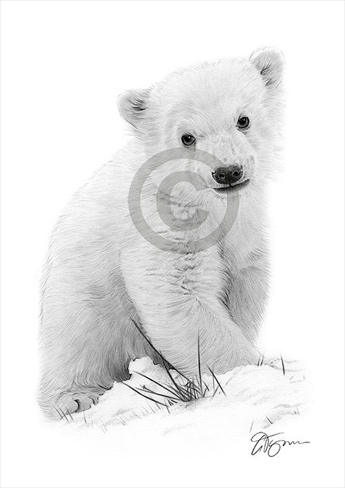 Pencil drawing of a Polar Bear Cub