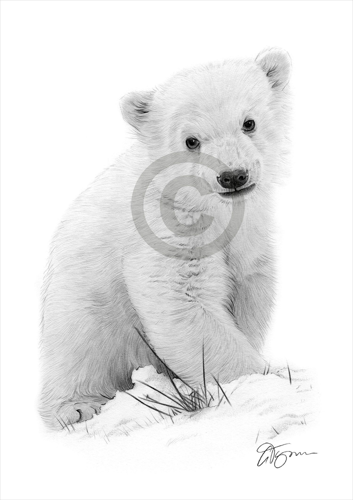 Pencil drawing of a Polar Bear Cub Pencil drawing of a Polar Bear Cub by artist Gary Tymon