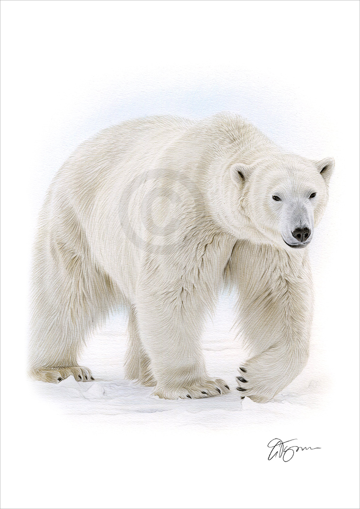 Colour pencil drawing portrait of a Polar Bear by artist Gary Tymon