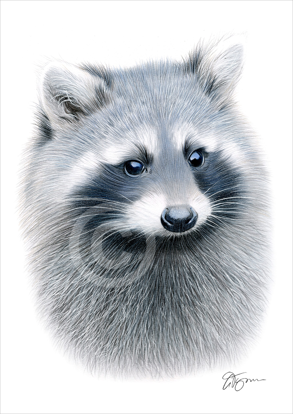 Colour pencil drawing of a raccoon Colour pencil drawing of a Raccoon by artist Gary Tymon